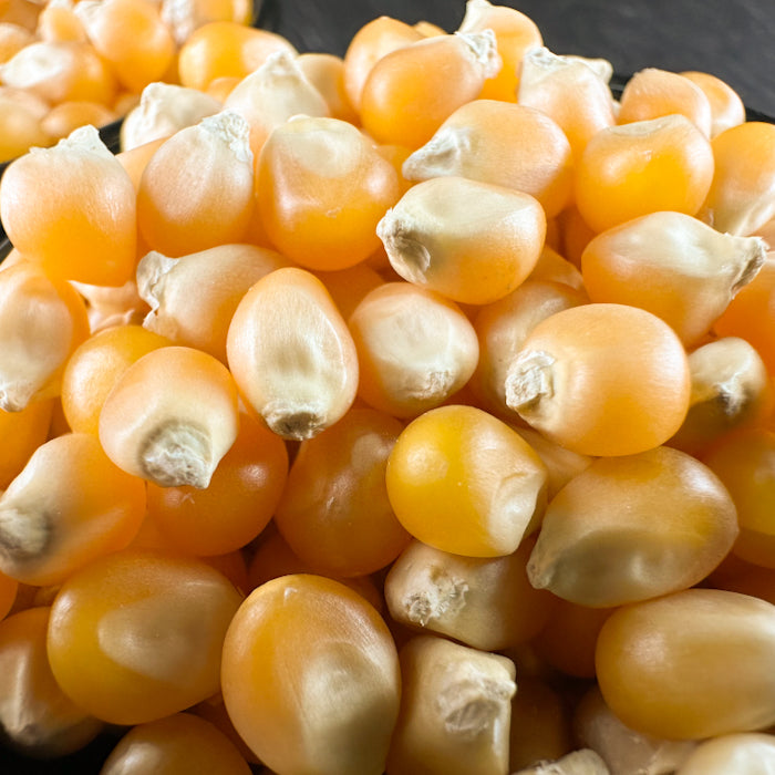 Popkorna kukurūzas graudi